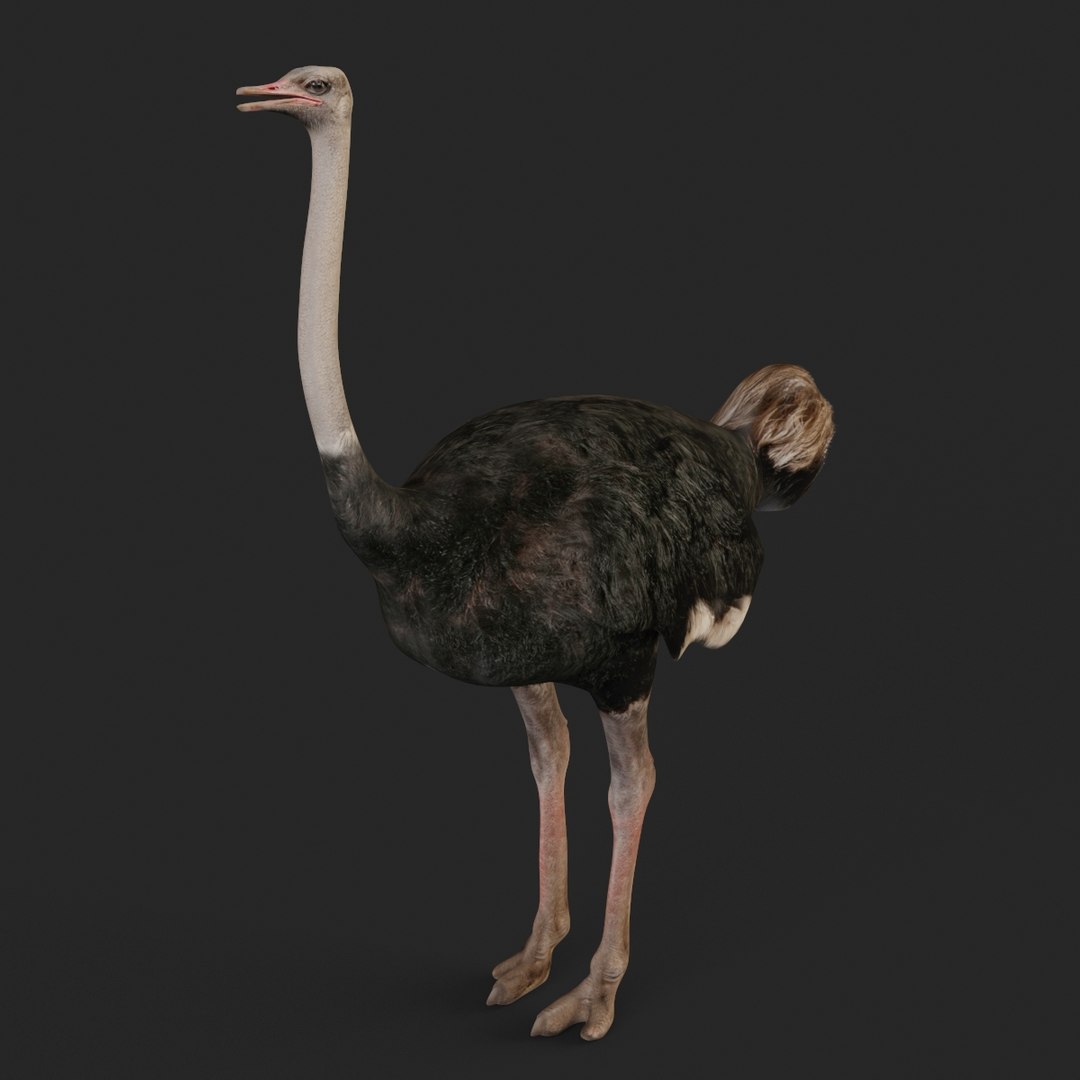 3D realistic ostrich model - TurboSquid 1705495