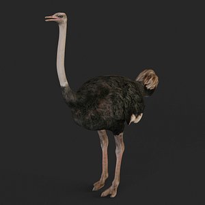 Ostrich