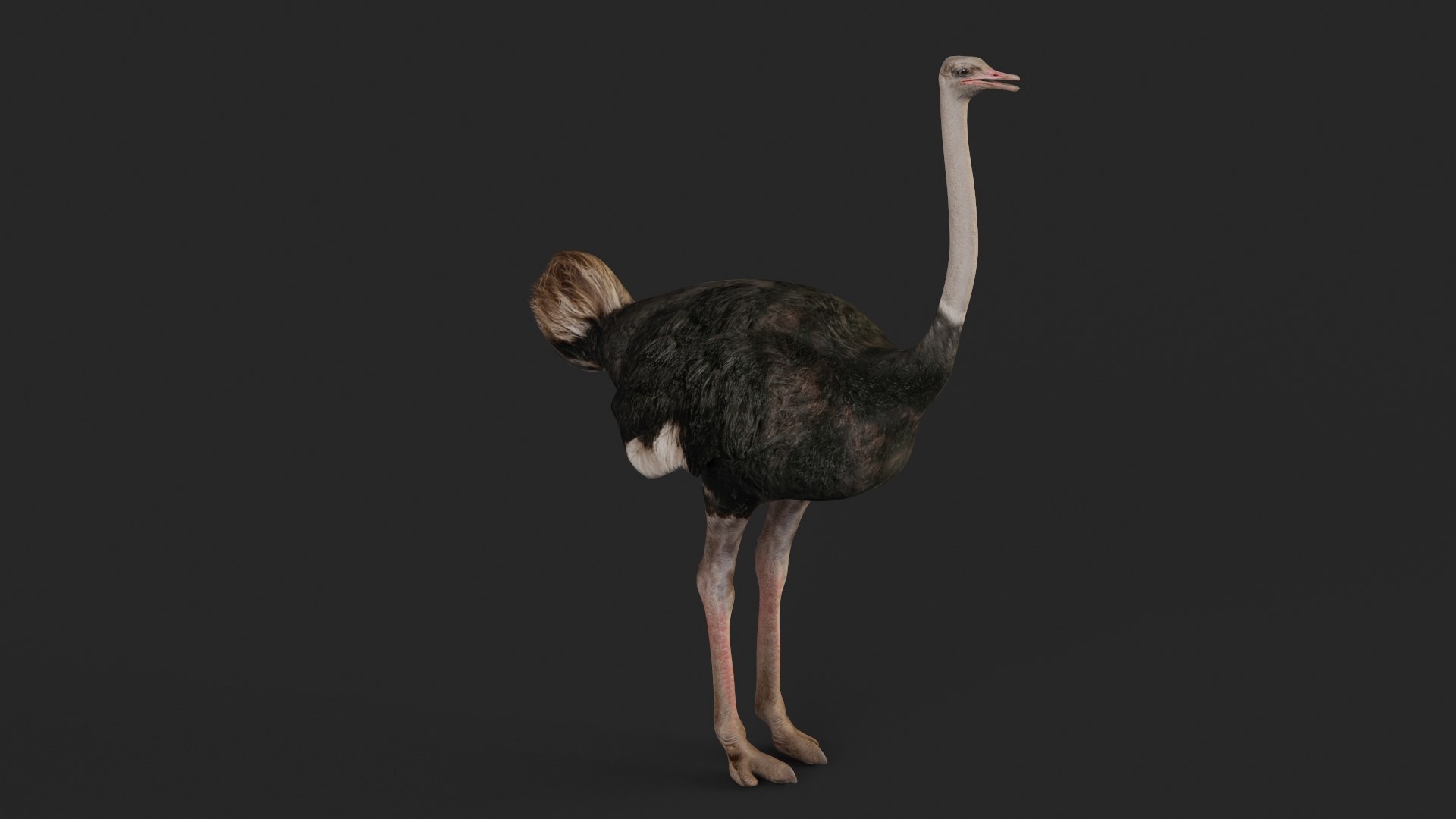 3D realistic ostrich model - TurboSquid 1705495