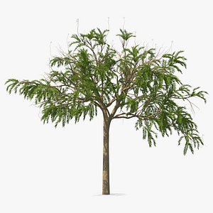 3D poinciana small tree model