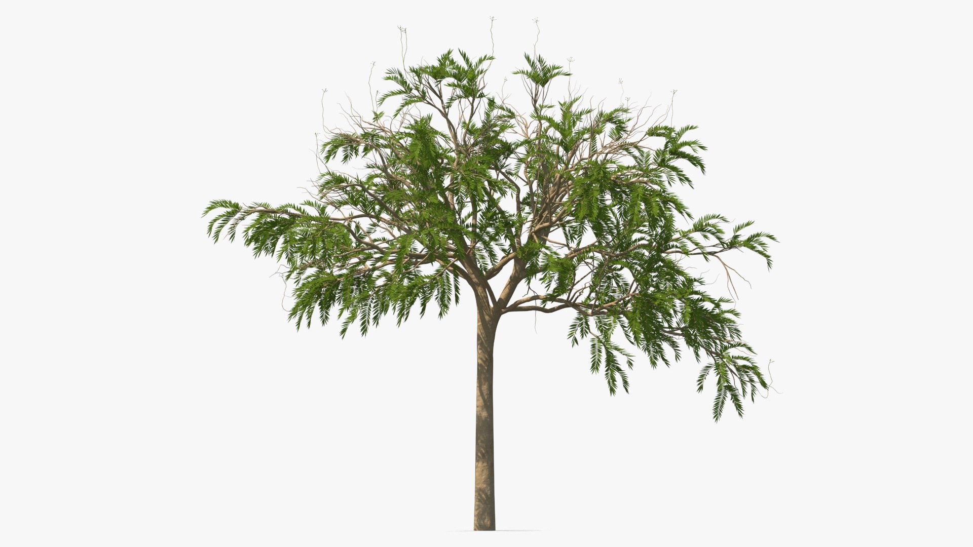 Poinciana Small Tree 3D model preview