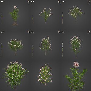 3D 2021 PBR Grey Spider Flower Collection - Grevillea Buxifolia model