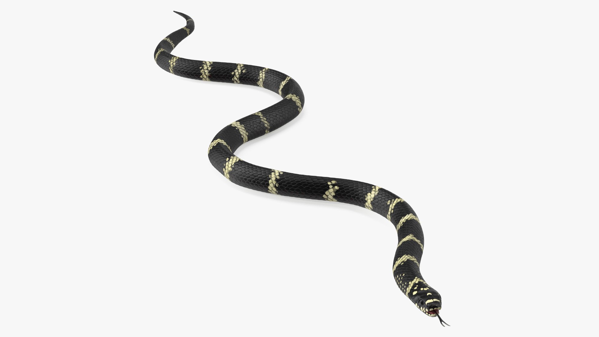 Eastern Kingsnake Rigged for Cinema 4D 3D model preview