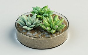 3d plants haworthia turgida vase