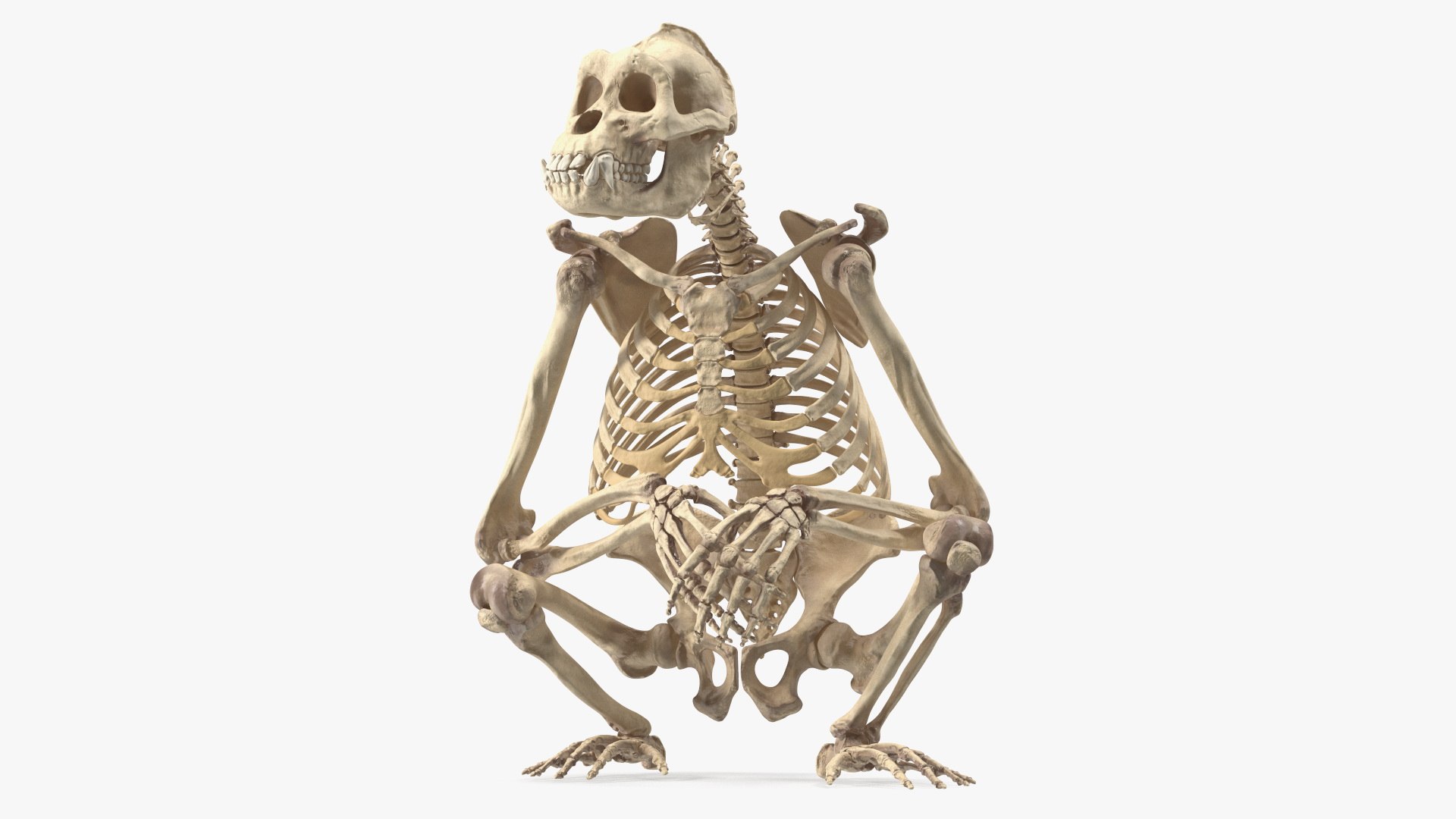 Animal Skeletons Collection 5 3D model https://p.turbosquid.com/ts-thumb/uo/4PCpf8/NL/gorillaskeletonsittingvray3dmodel001/jpg/1682340930/1920x1080/fit_q87/6fa385771c6f8bba3eaffd30039f6f171ada3a2e/gorillaskeletonsittingvray3dmodel001.jpg