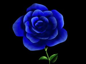 Detailed Blue Rose
