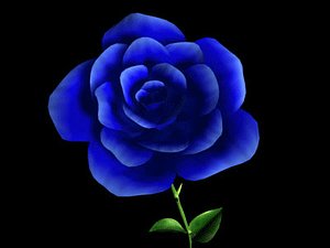 Detailed Blue Rose
