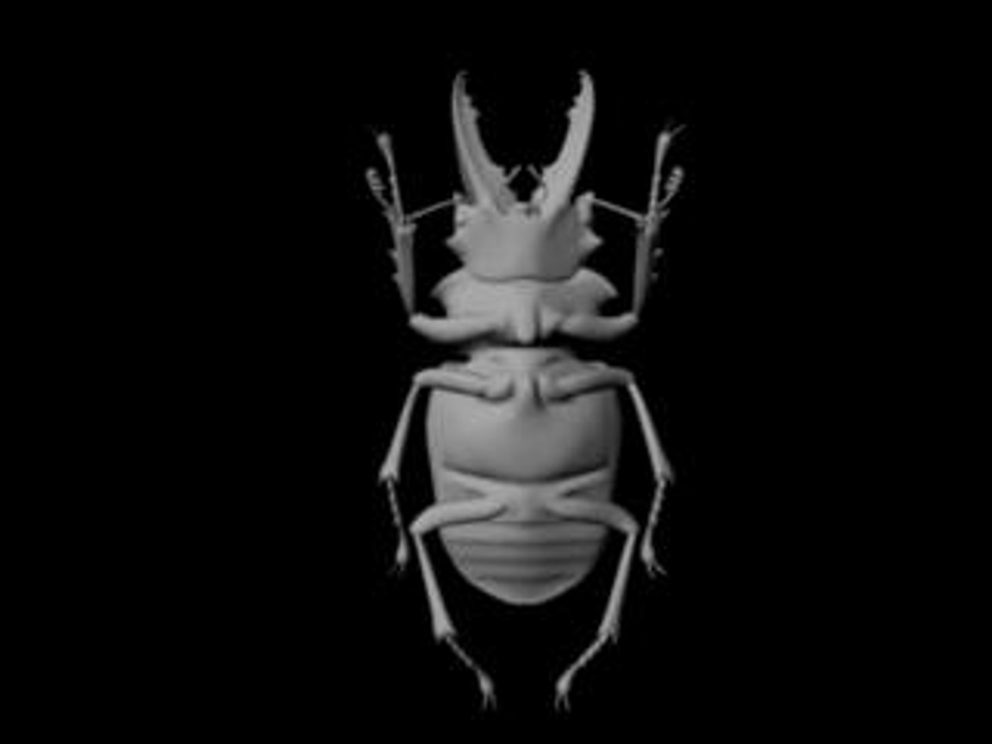 Insect 3d Model