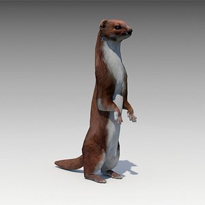 3D weasel model