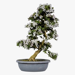Satsuki Azalea Shakan Rhododendron Indicum Bonsai Tree Remastered model