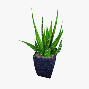 3d aloe pot model
