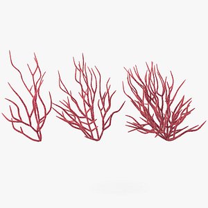 Gorgonacea Corals Collection