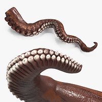 Natural Octopus Tentacle Marine Brown