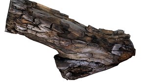 branch rotten wood 13