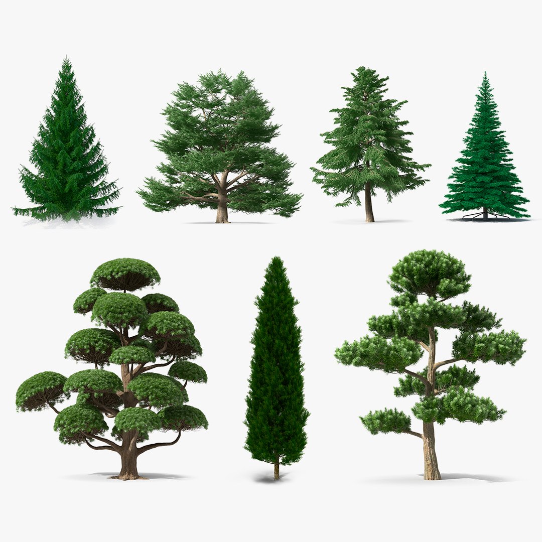 Evergreen Trees Collection 4 3D model preview