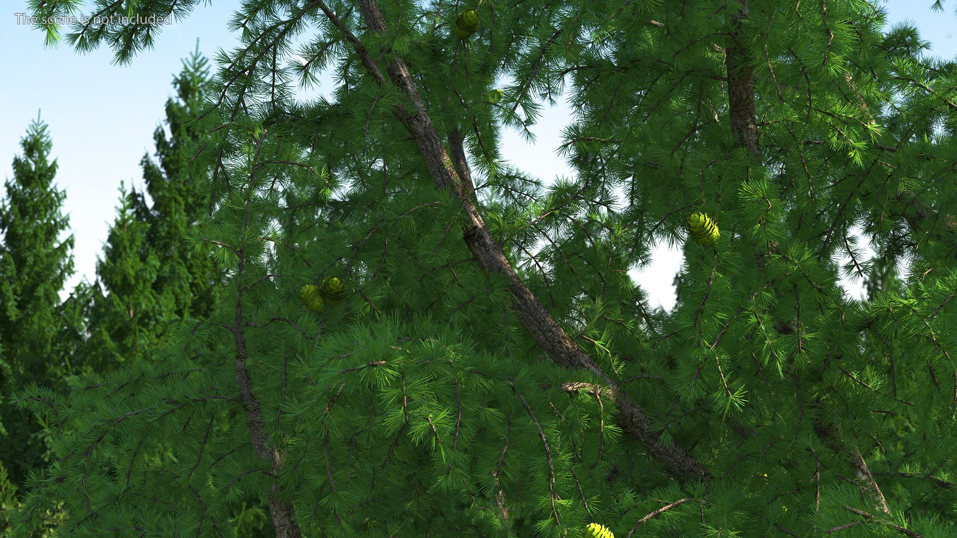 Tall Larch Tree Green with Cones model https://p.turbosquid.com/ts-thumb/uo/sL7Tdf/5W/talllarchtreegreenwithconesmb3dmodel006/jpg/1645783259/1920x1080/fit_q87/b61d009e9cbab19c4748c125c08f4978c5d4d893/talllarchtreegreenwithconesmb3dmodel006.jpg