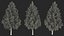 Tall Larch Tree Green with Cones