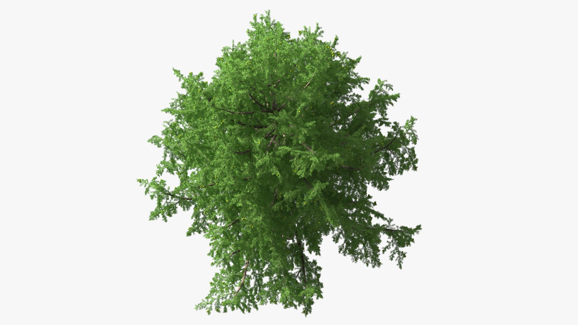Tall Larch Tree Green with Cones model https://p.turbosquid.com/ts-thumb/uo/sL7Tdf/9n/talllarchtreegreenwithconesmb3dmodel010/jpg/1645783273/1920x1080/fit_q87/0766752bc8780bfce4fa0a68206bc3c542974e38/talllarchtreegreenwithconesmb3dmodel010.jpg