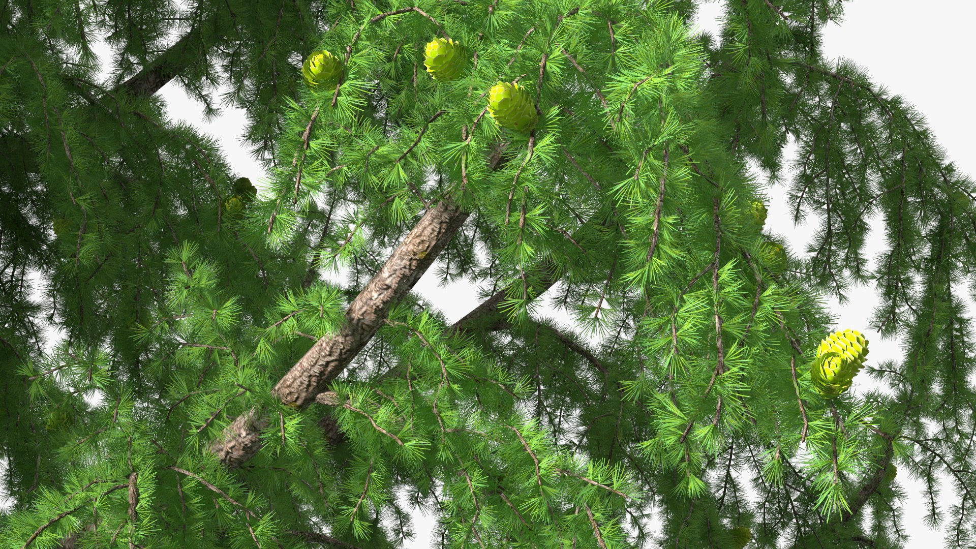 Tall Larch Tree Green with Cones model https://p.turbosquid.com/ts-thumb/uo/sL7Tdf/D1/talllarchtreegreenwithconesmb3dmodel017/jpg/1645783294/1920x1080/fit_q87/5becb03453a7939e5770573d0eada18a9845c59b/talllarchtreegreenwithconesmb3dmodel017.jpg