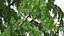 Tall Larch Tree Green with Cones