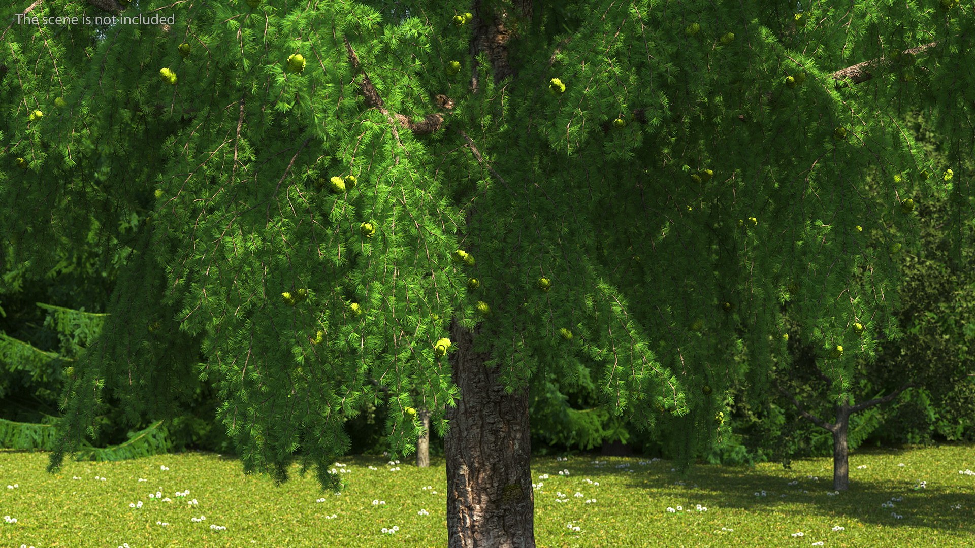 Tall Larch Tree Green with Cones model https://p.turbosquid.com/ts-thumb/uo/sL7Tdf/E7/talllarchtreegreenwithconesmb3dmodel004/jpg/1645783253/1920x1080/fit_q87/f72c6e889c1aa298c9f5890b8591a767f7e5790e/talllarchtreegreenwithconesmb3dmodel004.jpg