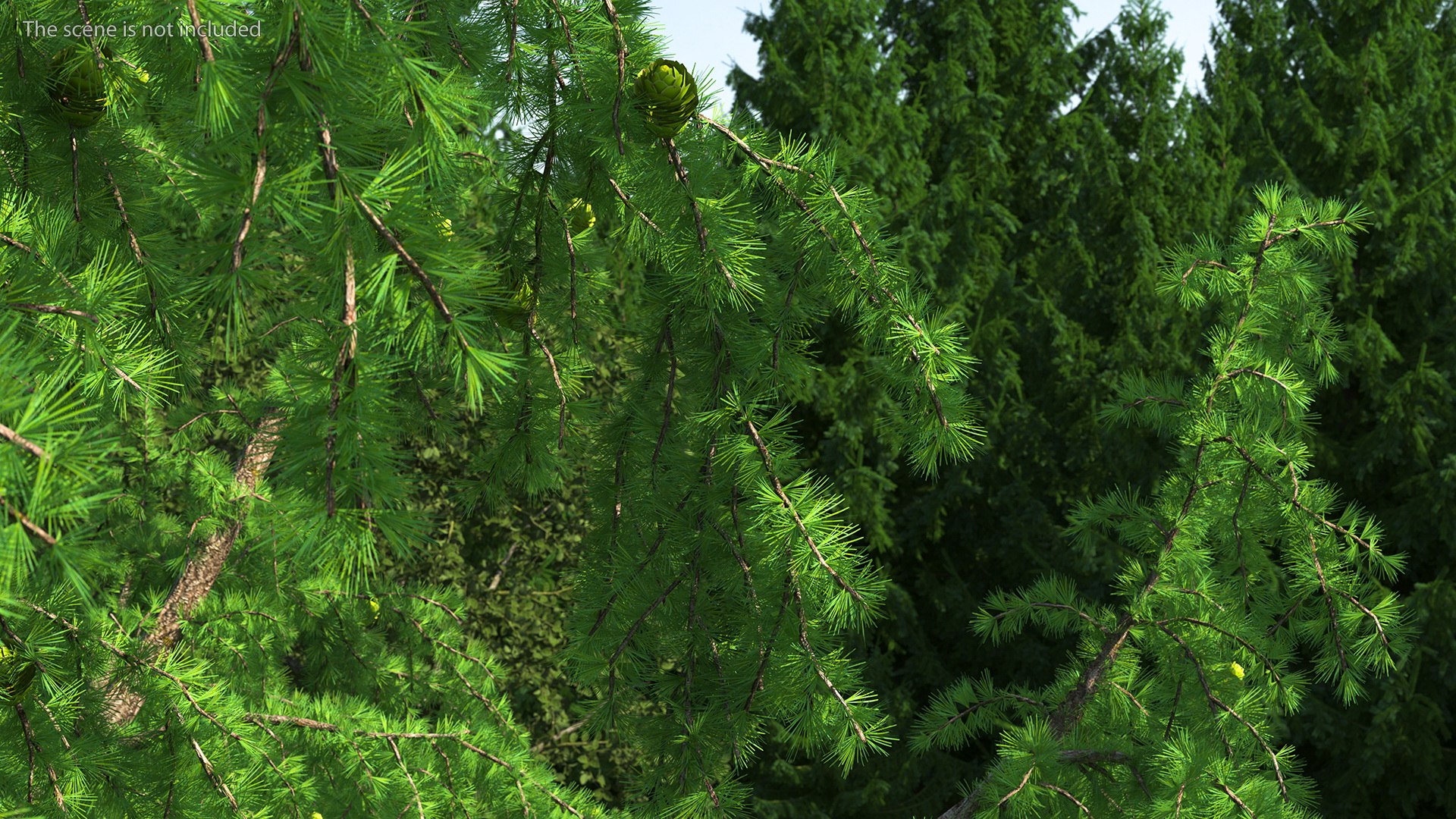 Tall Larch Tree Green with Cones model https://p.turbosquid.com/ts-thumb/uo/sL7Tdf/HM/talllarchtreegreenwithconesmb3dmodel007/jpg/1645783262/1920x1080/fit_q87/5af5b3460abcb911696632d756edd8fc49cc6653/talllarchtreegreenwithconesmb3dmodel007.jpg