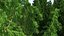Tall Larch Tree Green with Cones