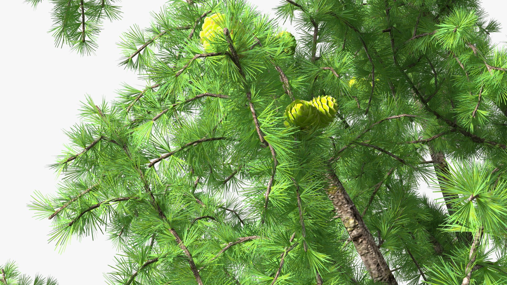 Tall Larch Tree Green with Cones model https://p.turbosquid.com/ts-thumb/uo/sL7Tdf/Om/talllarchtreegreenwithconesmb3dmodel019/jpg/1645783300/1920x1080/fit_q87/df9fdfeac2f1283342f4c6a42810c433b87d9d52/talllarchtreegreenwithconesmb3dmodel019.jpg