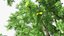 Tall Larch Tree Green with Cones