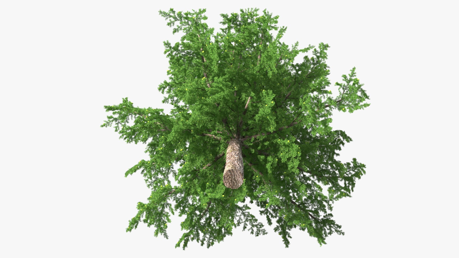 Tall Larch Tree Green with Cones model https://p.turbosquid.com/ts-thumb/uo/sL7Tdf/UI/talllarchtreegreenwithconesmb3dmodel011/jpg/1645783276/1920x1080/fit_q87/367791175514b2cef1b87aec449bdfa7ae151ad3/talllarchtreegreenwithconesmb3dmodel011.jpg