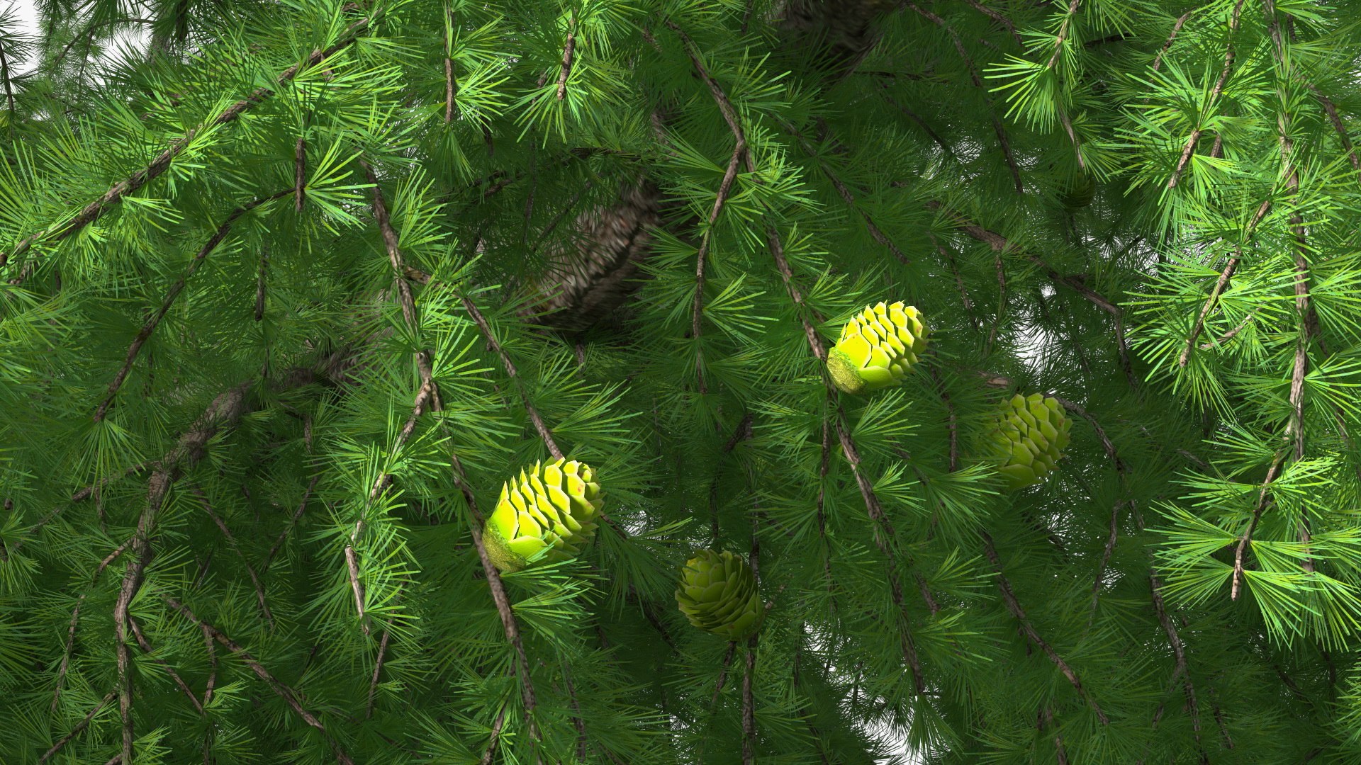 Tall Larch Tree Green with Cones model https://p.turbosquid.com/ts-thumb/uo/sL7Tdf/VD/talllarchtreegreenwithconesmb3dmodel016/jpg/1645783291/1920x1080/fit_q87/5bb40fa41b984252565db13e57bca1faa1132364/talllarchtreegreenwithconesmb3dmodel016.jpg