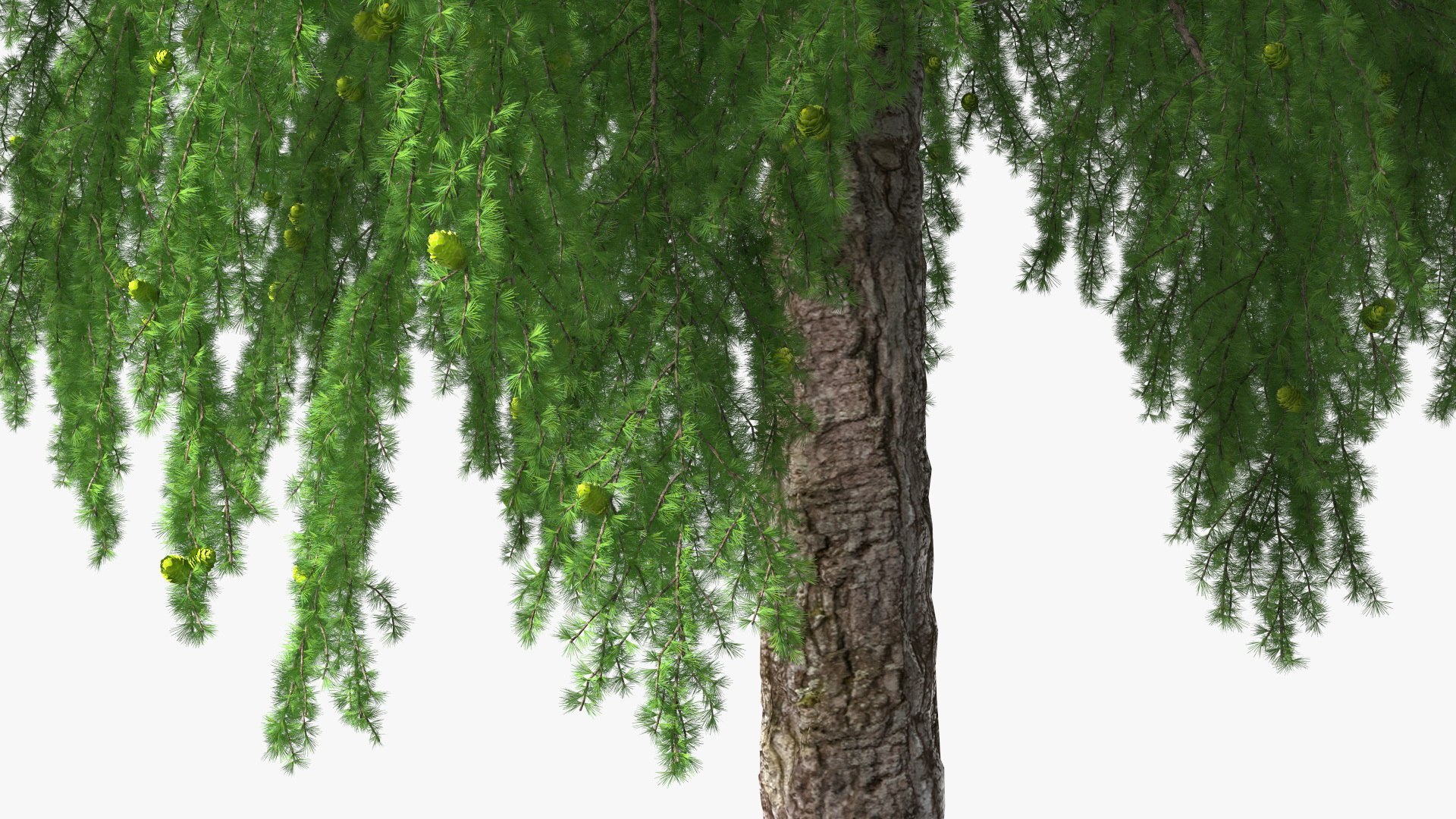 Tall Larch Tree Green with Cones model https://p.turbosquid.com/ts-thumb/uo/sL7Tdf/aM/talllarchtreegreenwithconesmb3dmodel013/jpg/1645783282/1920x1080/fit_q87/79d8e06c0fb0915b0aaa6a25eaaf32cfcb02c066/talllarchtreegreenwithconesmb3dmodel013.jpg