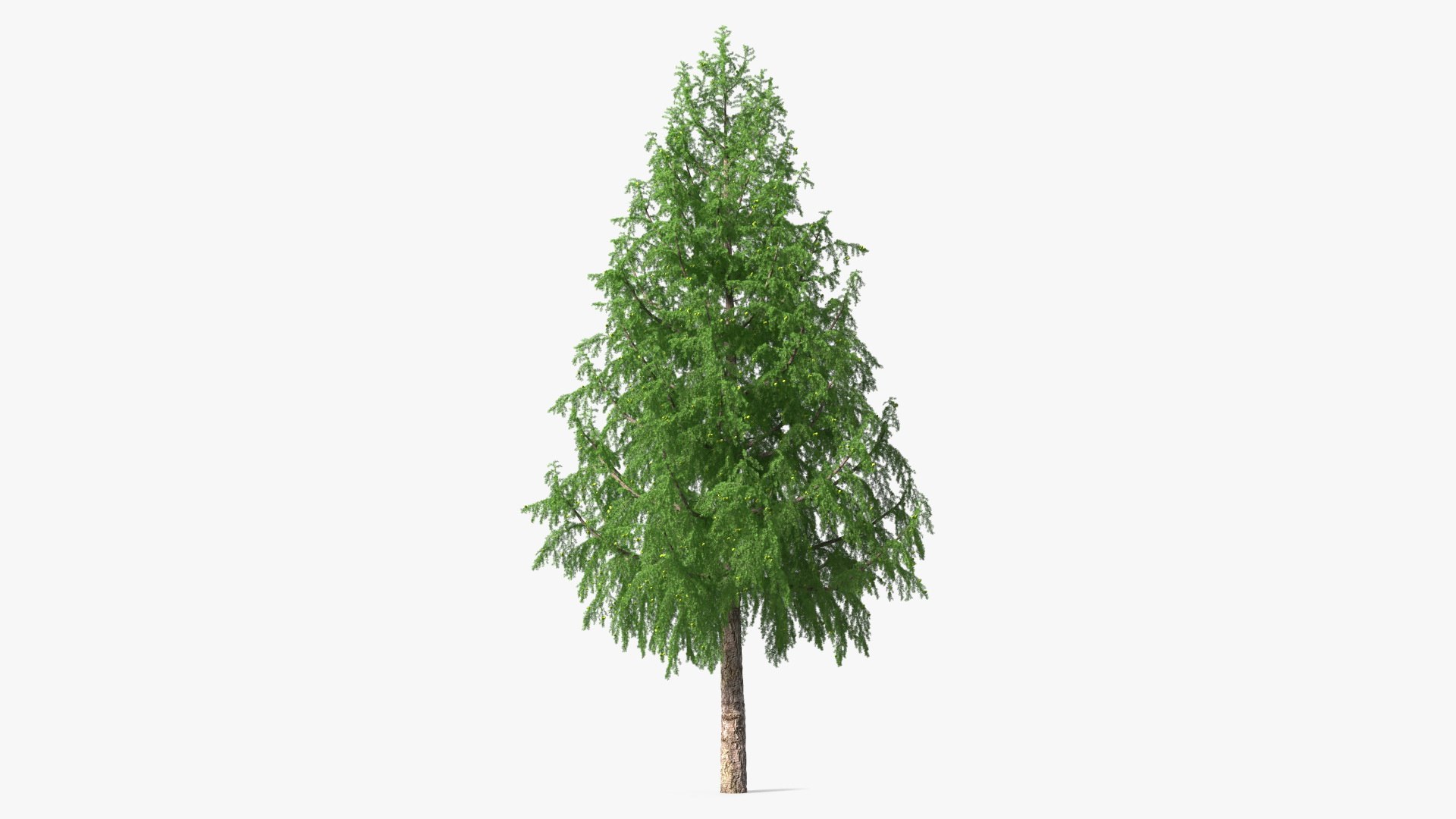 Tall Larch Tree Green with Cones 3D model preview
