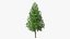 Tall Larch Tree Green with Cones