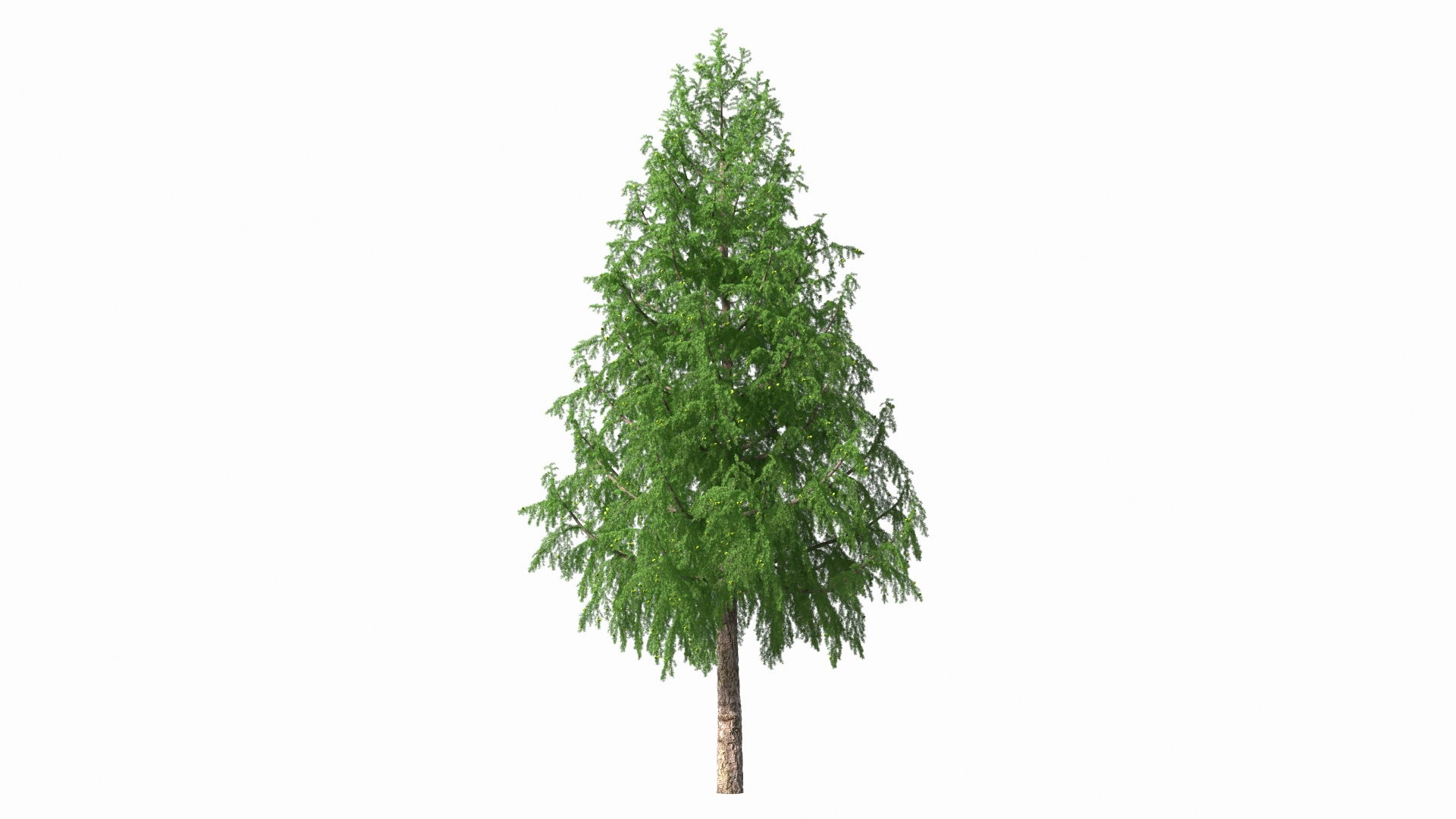 Tall Larch Tree Green with Cones model https://p.turbosquid.com/ts-thumb/uo/sL7Tdf/eA/tall_larch_tree_green_with_cones_360/jpg/1645783468/1920x1080/turn_fit_q99/0cb0493a9e49d6e1d80081909b655fb1af43c330/tall_larch_tree_green_with_cones_360-1.jpg