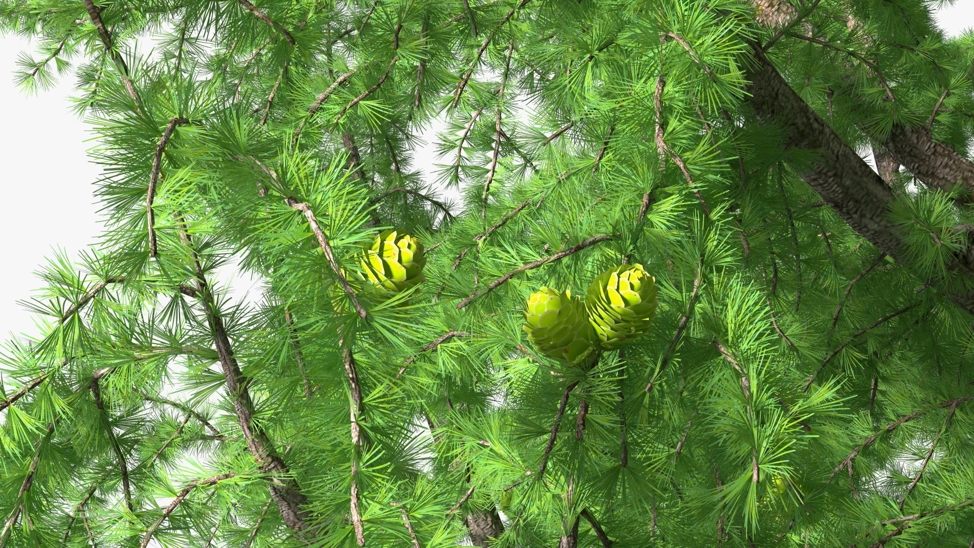 Tall Larch Tree Green with Cones model https://p.turbosquid.com/ts-thumb/uo/sL7Tdf/kV/talllarchtreegreenwithconesmb3dmodel015/jpg/1645783288/1920x1080/fit_q87/9dee857b5e8128e79384a198a96912715071204a/talllarchtreegreenwithconesmb3dmodel015.jpg