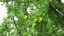 Tall Larch Tree Green with Cones