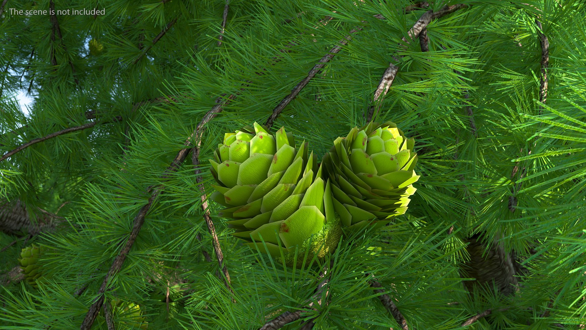 Tall Larch Tree Green with Cones model https://p.turbosquid.com/ts-thumb/uo/sL7Tdf/oW/talllarchtreegreenwithconesmb3dmodel008/jpg/1645783267/1920x1080/fit_q87/39ca4137fdf6ed41861c21acaf676e83efdb2c9e/talllarchtreegreenwithconesmb3dmodel008.jpg