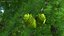 Tall Larch Tree Green with Cones