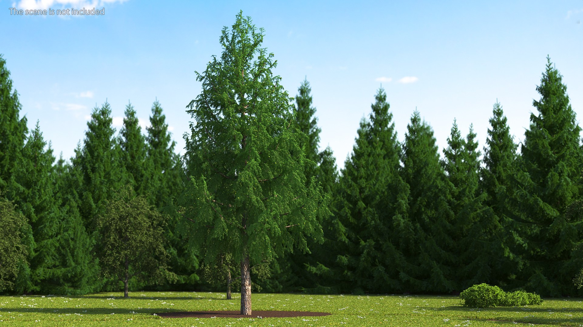 Tall Larch Tree Green with Cones model https://p.turbosquid.com/ts-thumb/uo/sL7Tdf/rk/talllarchtreegreenwithconesmb3dmodel002/jpg/1645783248/1920x1080/fit_q87/6d5a9c544c4c712b91c2331a5e8a175562a5b559/talllarchtreegreenwithconesmb3dmodel002.jpg