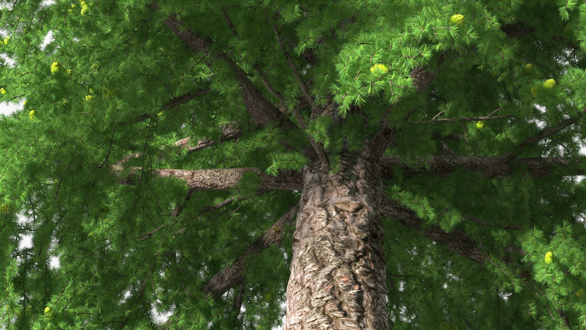 Tall Larch Tree Green with Cones model https://p.turbosquid.com/ts-thumb/uo/sL7Tdf/sQ/talllarchtreegreenwithconesmb3dmodel012/jpg/1645783279/1920x1080/fit_q87/d5ceff2fe5549a3c4654a6a1ff8e80bb908bec1c/talllarchtreegreenwithconesmb3dmodel012.jpg