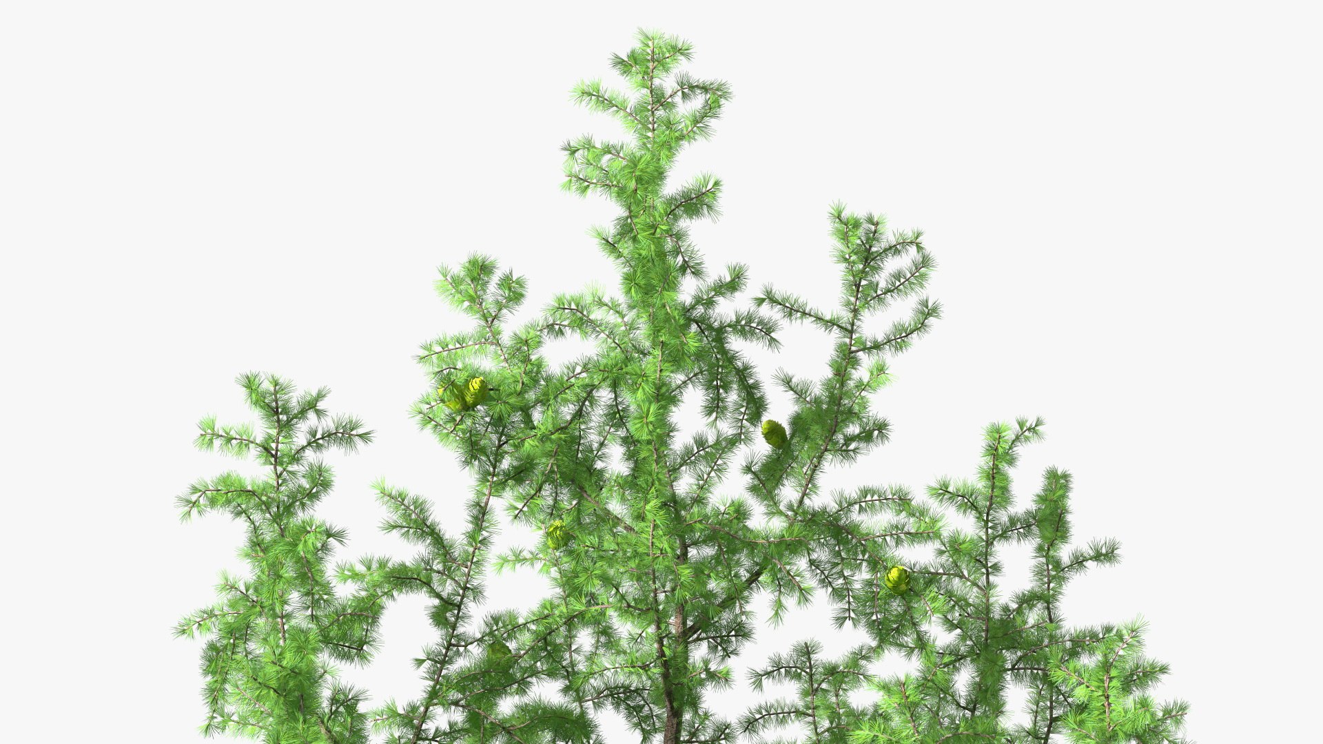 Tall Larch Tree Green with Cones model https://p.turbosquid.com/ts-thumb/uo/sL7Tdf/sV/talllarchtreegreenwithconesmb3dmodel020/jpg/1645783303/1920x1080/fit_q87/6970132f6dbe2fb73b58aba57d5df7cab2f407b3/talllarchtreegreenwithconesmb3dmodel020.jpg