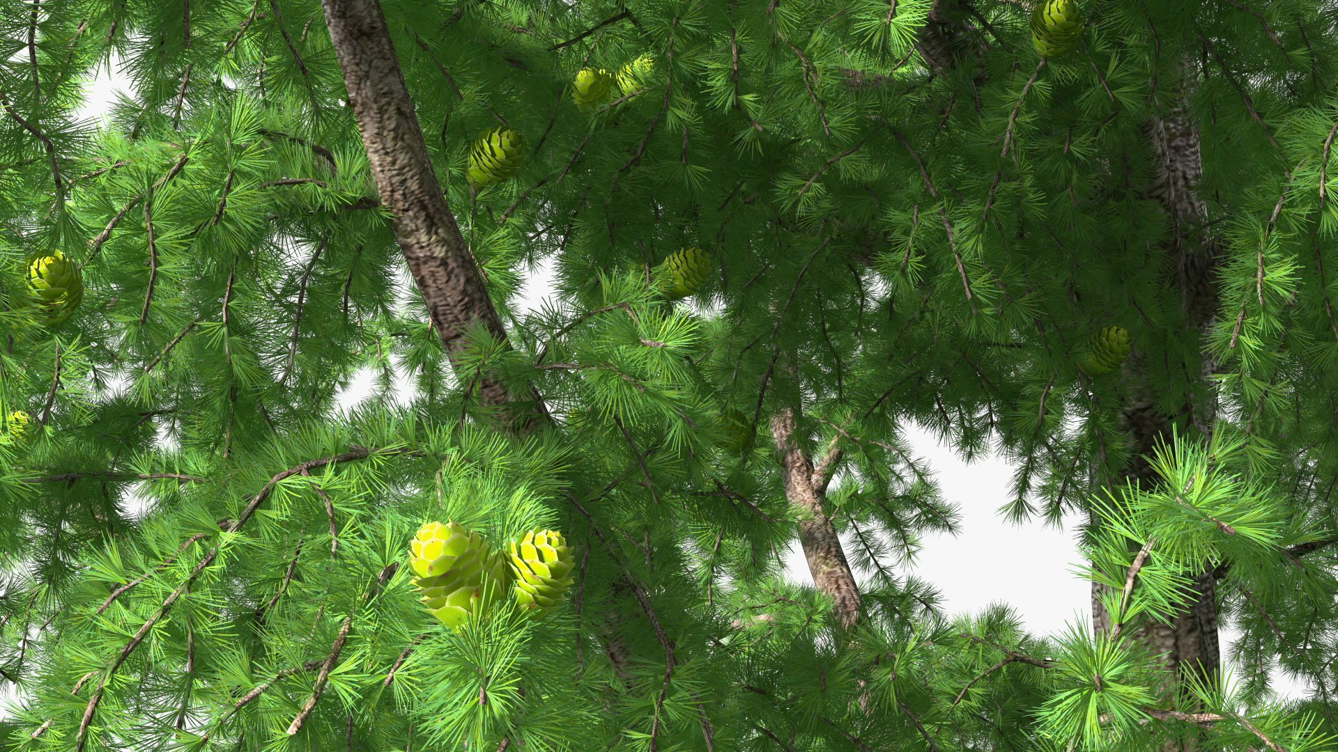 Tall Larch Tree Green with Cones model https://p.turbosquid.com/ts-thumb/uo/sL7Tdf/tP/talllarchtreegreenwithconesmb3dmodel014/jpg/1645783285/1920x1080/fit_q87/43f55afab2226527bceb00d97f83a3392297b994/talllarchtreegreenwithconesmb3dmodel014.jpg