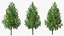 Tall Larch Tree Green with Cones