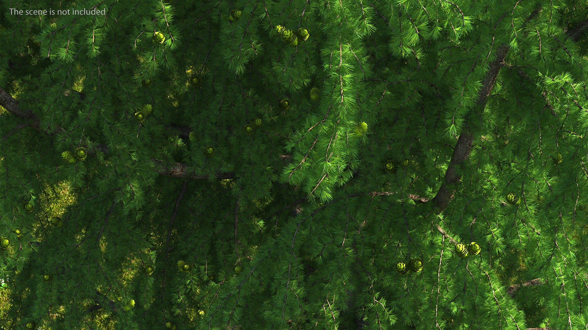 Tall Larch Tree Green with Cones model https://p.turbosquid.com/ts-thumb/uo/sL7Tdf/vH/talllarchtreegreenwithconesmb3dmodel005/jpg/1645783256/1920x1080/fit_q87/5624f65158ff7c4b8451e0367e570e8ddd9252d2/talllarchtreegreenwithconesmb3dmodel005.jpg