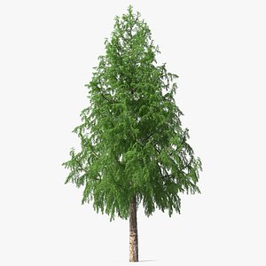Tall Larch Tree Green with Cones model