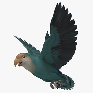 agapornis roseicollis peach faced 3d model