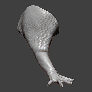 Rat Front Leg Highpoly Sculpt 3D model