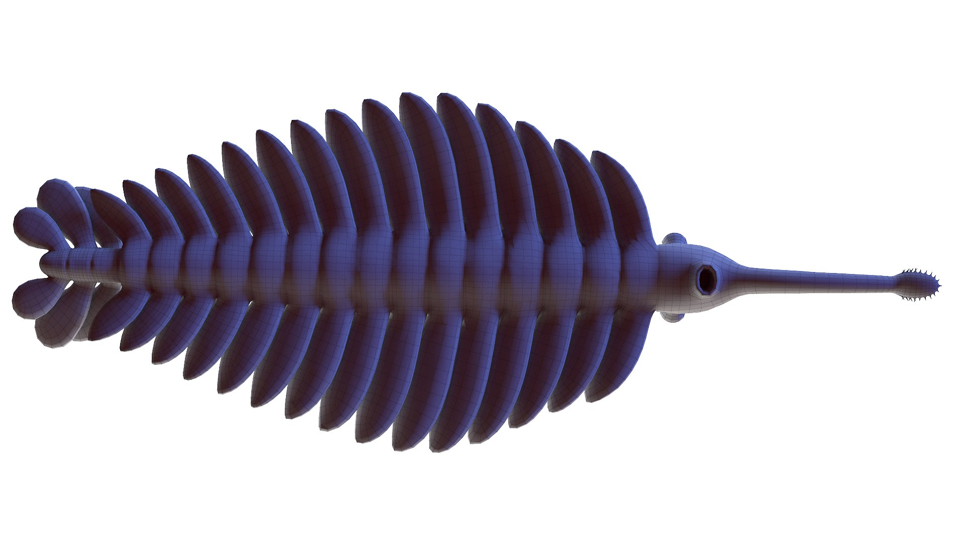 3D model Opabinia Static https://p.turbosquid.com/ts-thumb/up/KXvdOw/L4/opabinia_wire0003/jpg/1630936477/1920x1080/fit_q87/cf11a160cb7b33c9026435617947882f5c61d4e5/opabinia_wire0003.jpg