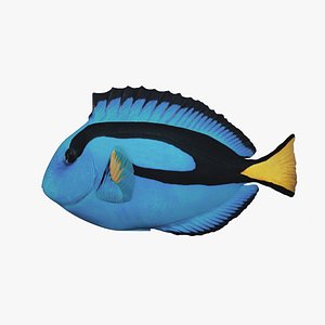 blue tang - paracanthurus 3D